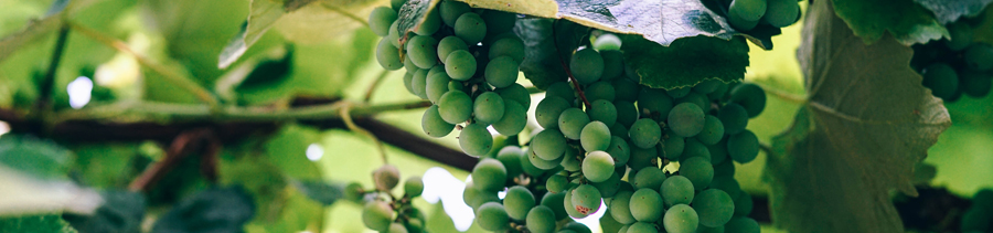 green grapes on a vine