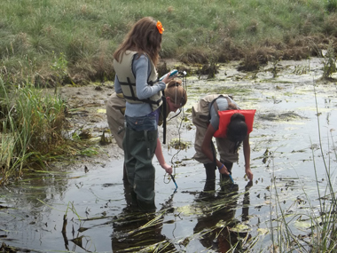 Students taking samples from a pond